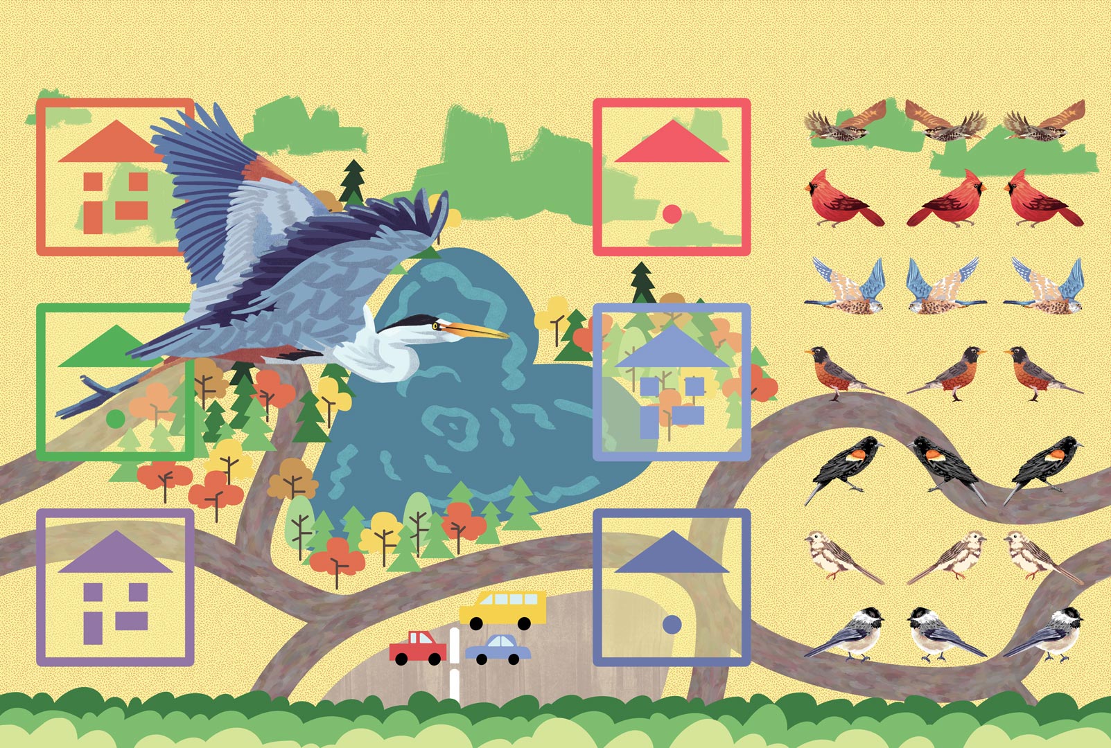 A blue heron flies over a forested neighbourhood. There is a lake in the forest in the shape of a heart, and various diverse birds inhabit the area.